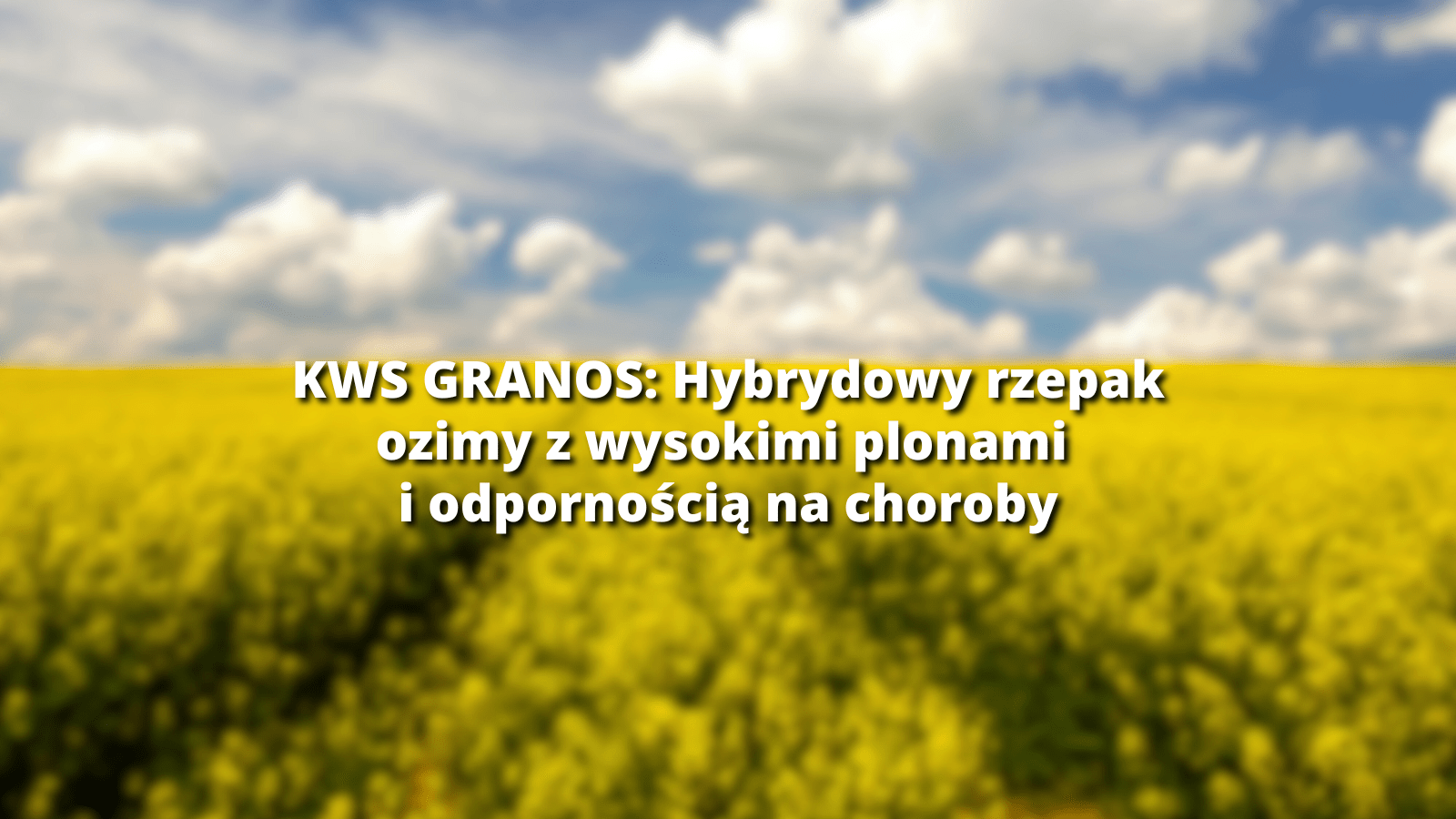 kws granos_wpis blogowy