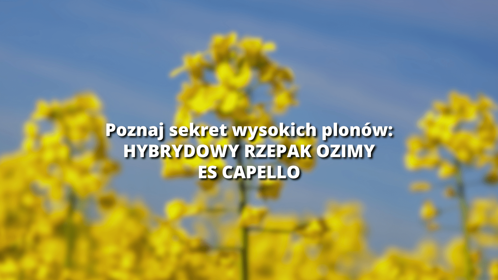 rzepak es capello_wpis blog