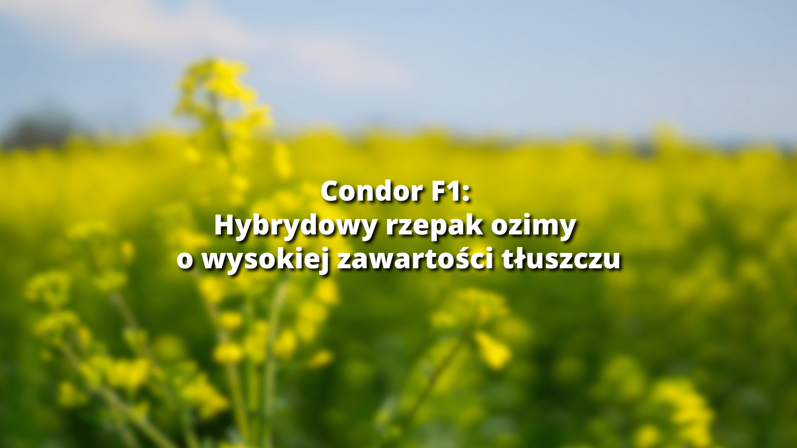 wpis blogowy_condor