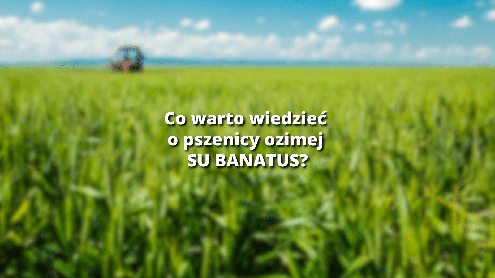 Wpis blogowy banatus