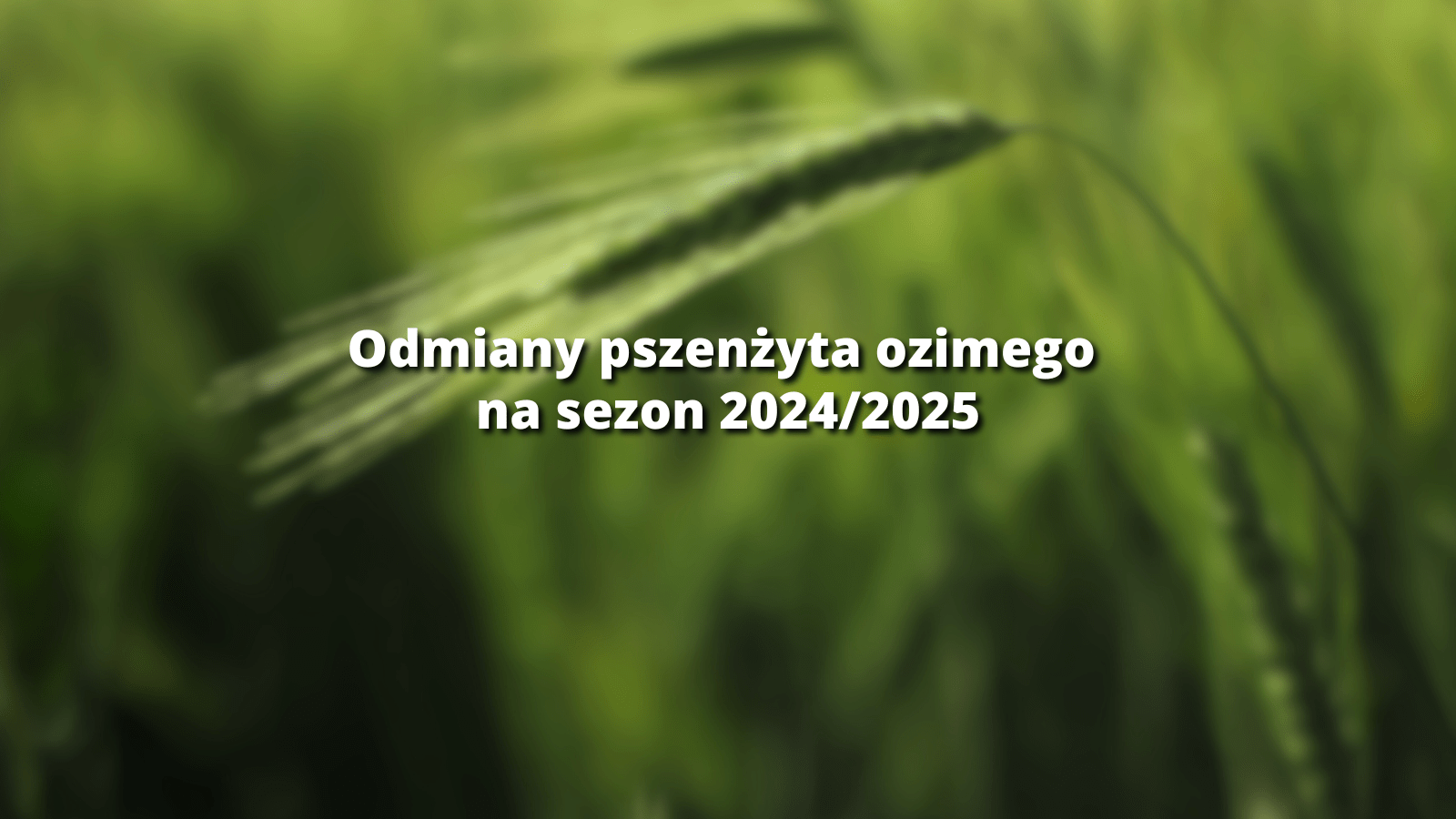 blog_pszenżyto ozime