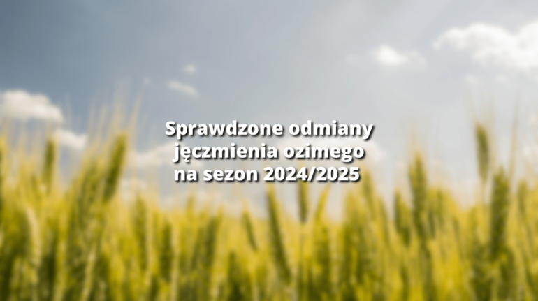 jęczmień ozimy