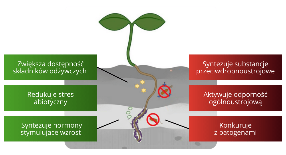 bacillus-subtilis_dzialanie